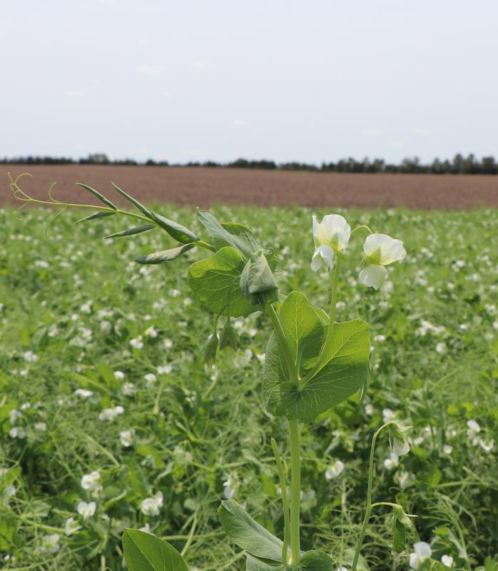 field of dry edible peas